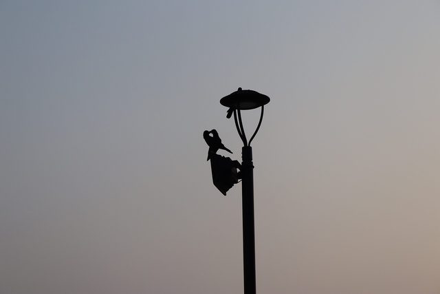 Representative photo of parks & gardens in the UAE, not Khalifa City Park