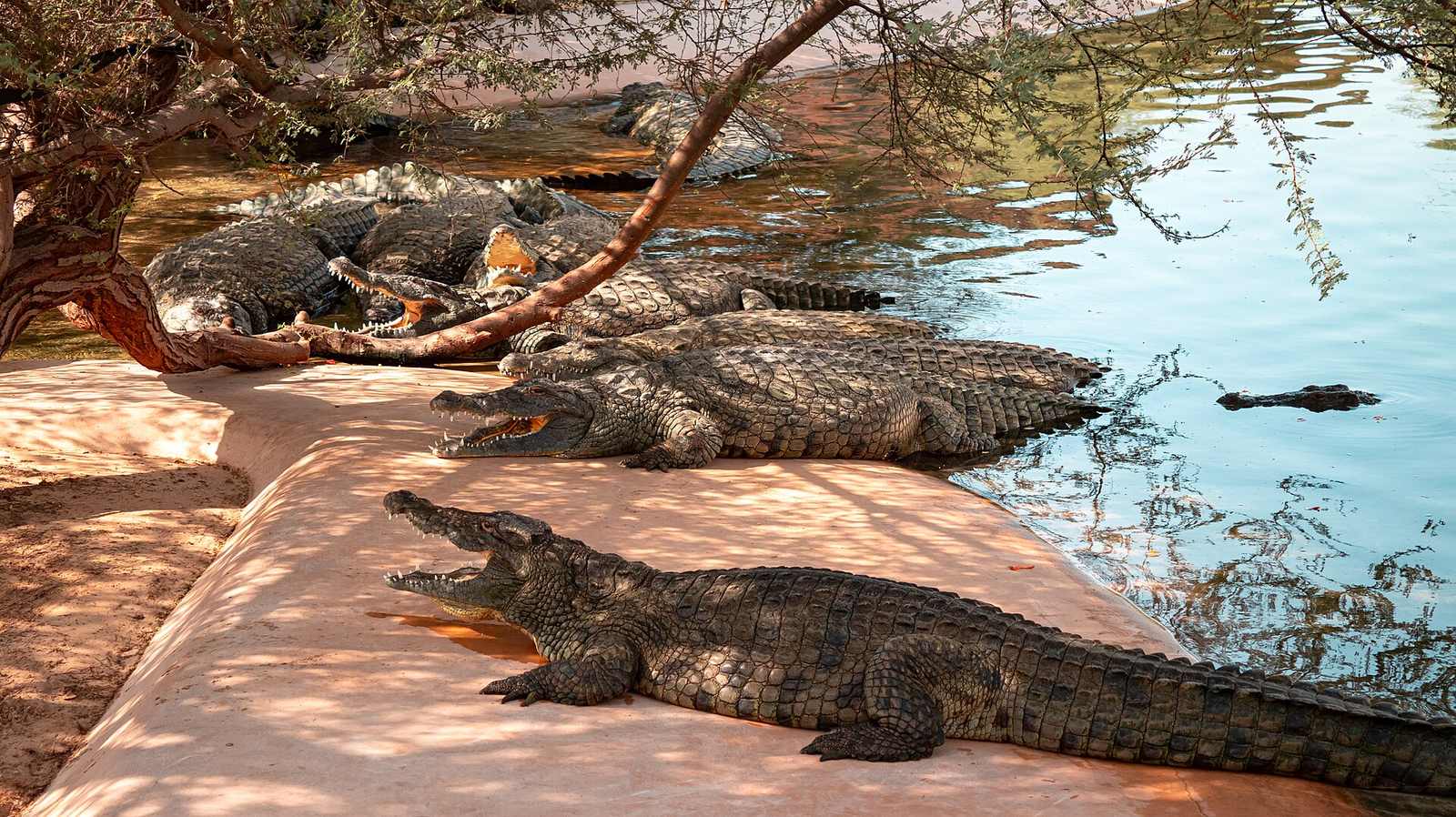 Representative photo of parks & gardens in the UAE, not Formal Park