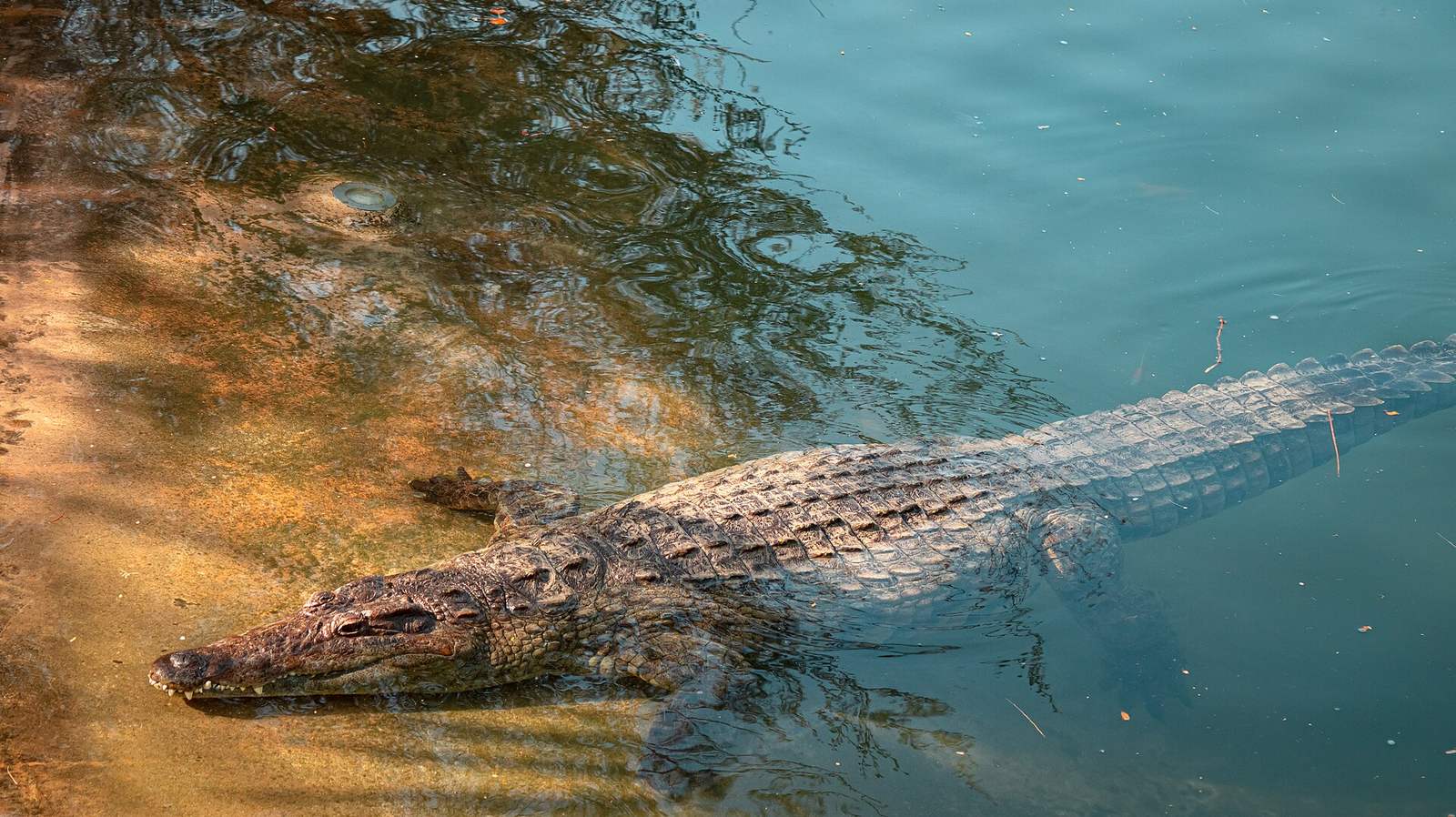 Representative photo of parks & gardens in the UAE, not Urban Park