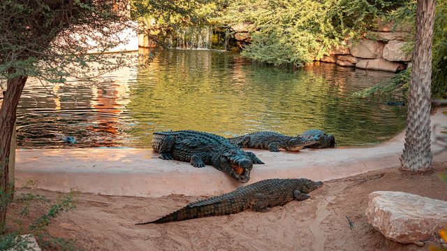 Representative photo of parks & gardens in the UAE, not Ḩadīqat al Khālidīyah