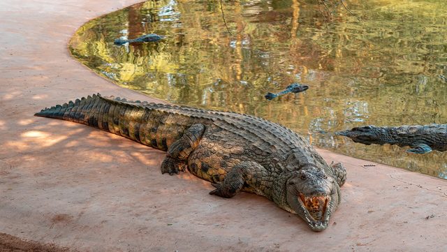 Representative photo of parks & gardens in the UAE, not Umm Al Emarat Park