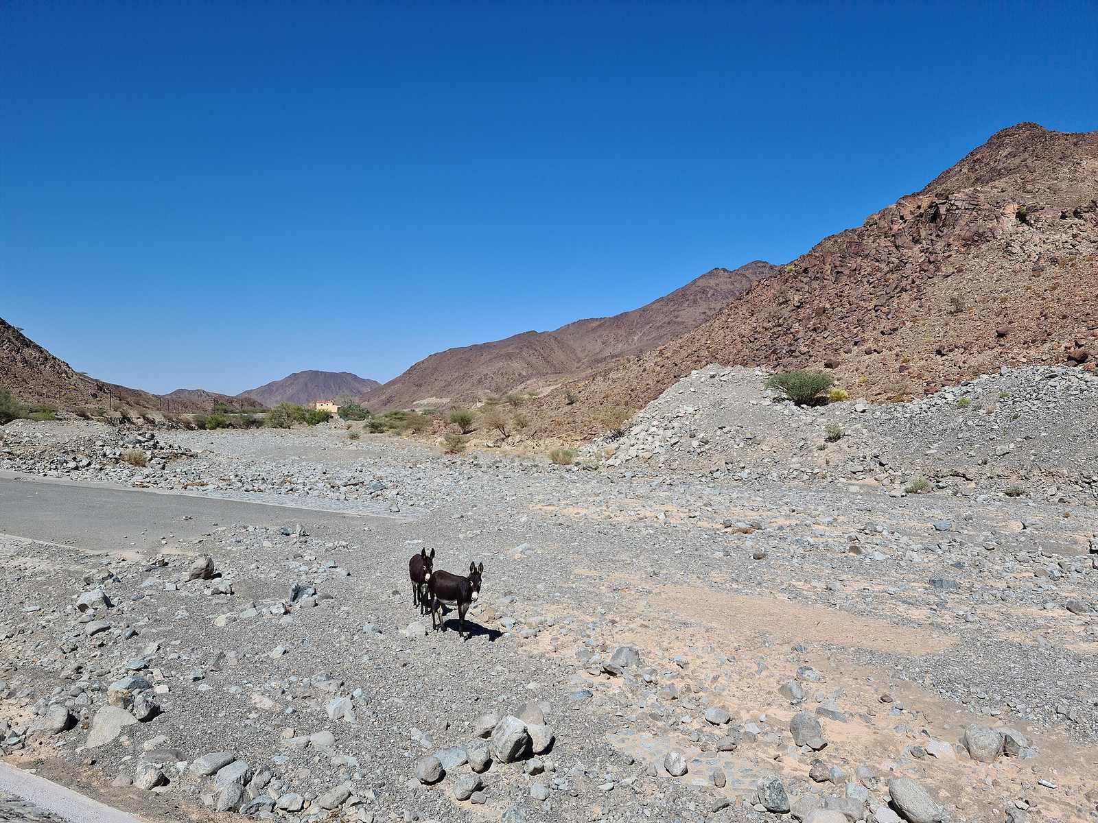 Representative photo of wadis in the UAE, not Wadi Yaif