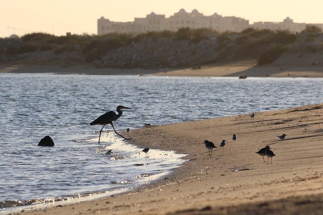 Representative photo of wildlife & reserves in the UAE, not Mini Zoo