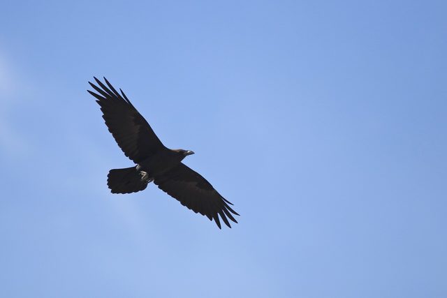 Representative photo of wildlife & reserves in the UAE, not Al Beda'a Protected Area