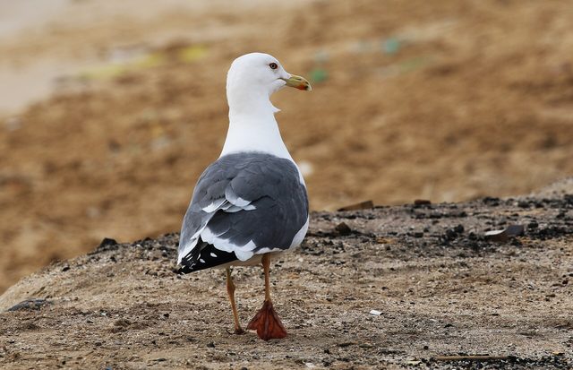 Representative photo of wildlife & reserves in the UAE, not Bida' Hazza' Protected Area
