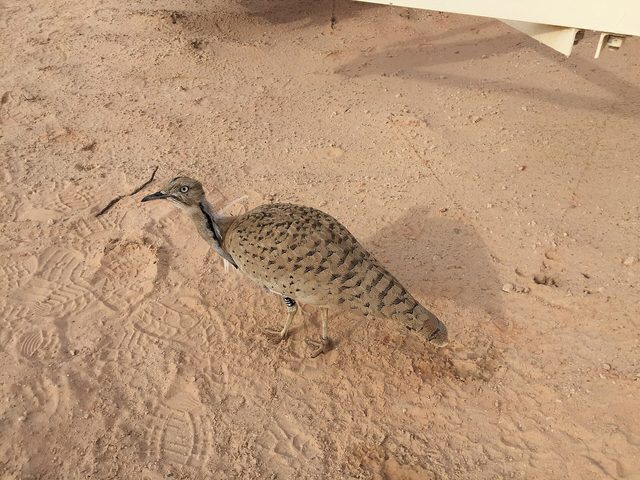 Representative photo of wildlife & reserves in the UAE, not Al Houbara Protected Area