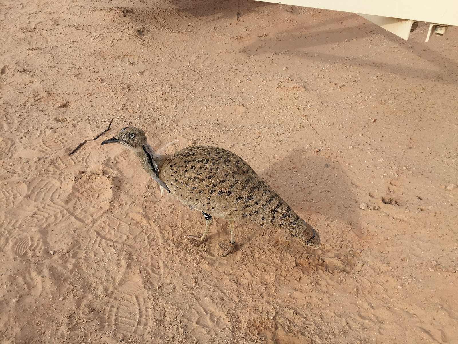 Representative photo of wildlife & reserves in the UAE, not Dibba Rock Reef