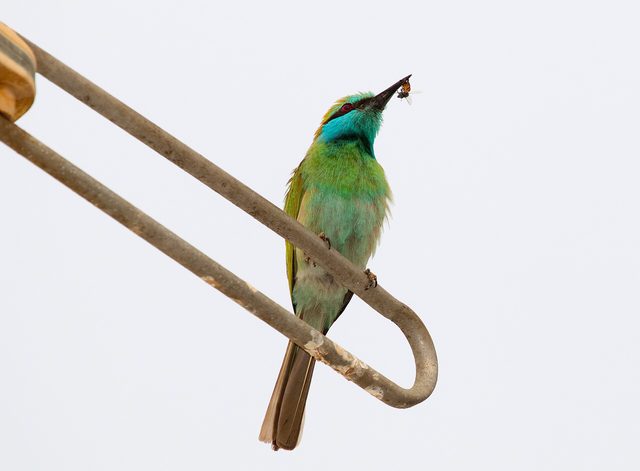 Representative photo of wildlife & reserves in the UAE, not Al Dhulaima Nature Reserve