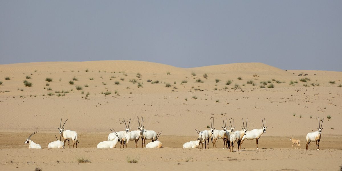 Al Marmoom Desert Conservation Reserve — 7L0A3323.jpg