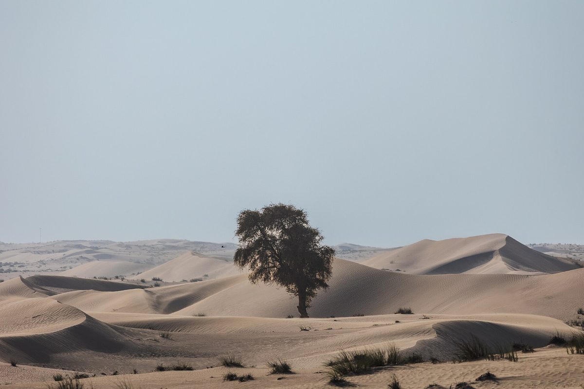 Al Marmoom Desert Conservation Reserve — 7L0A3375.jpg
