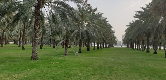 Al Nakheel Oasis / Park