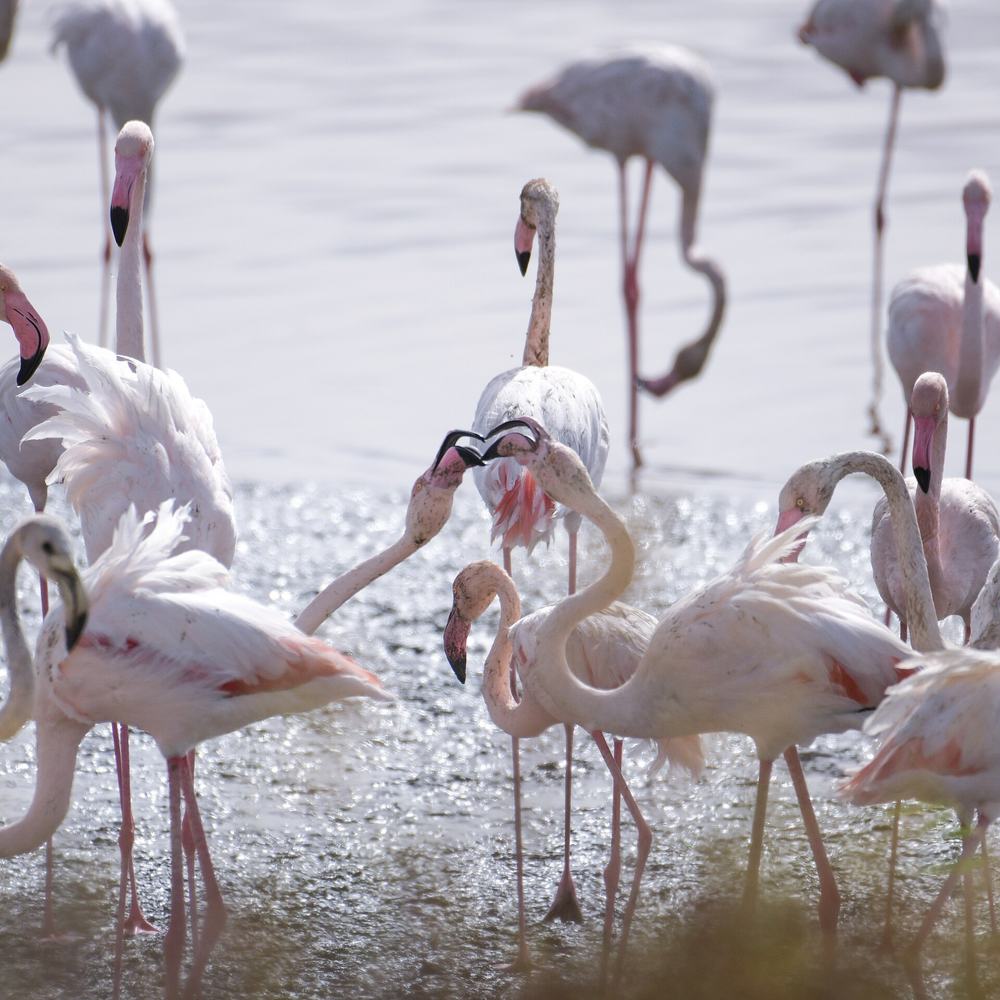 Al Wathba — Greater Flamingos 1.jpg