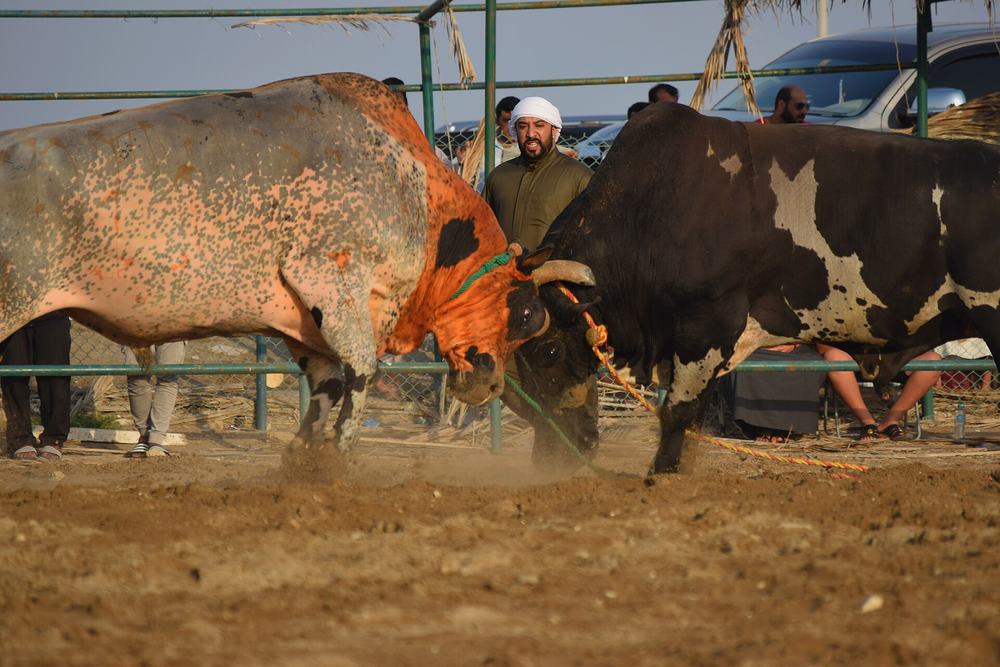 Bull fighting (Bullring) — Ground rumbling contact between two huge bulls.jpg
