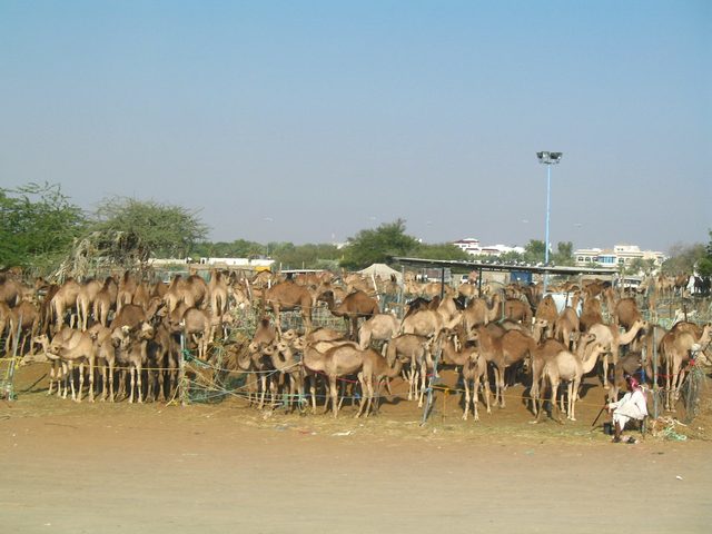 Camel Market Al Ain