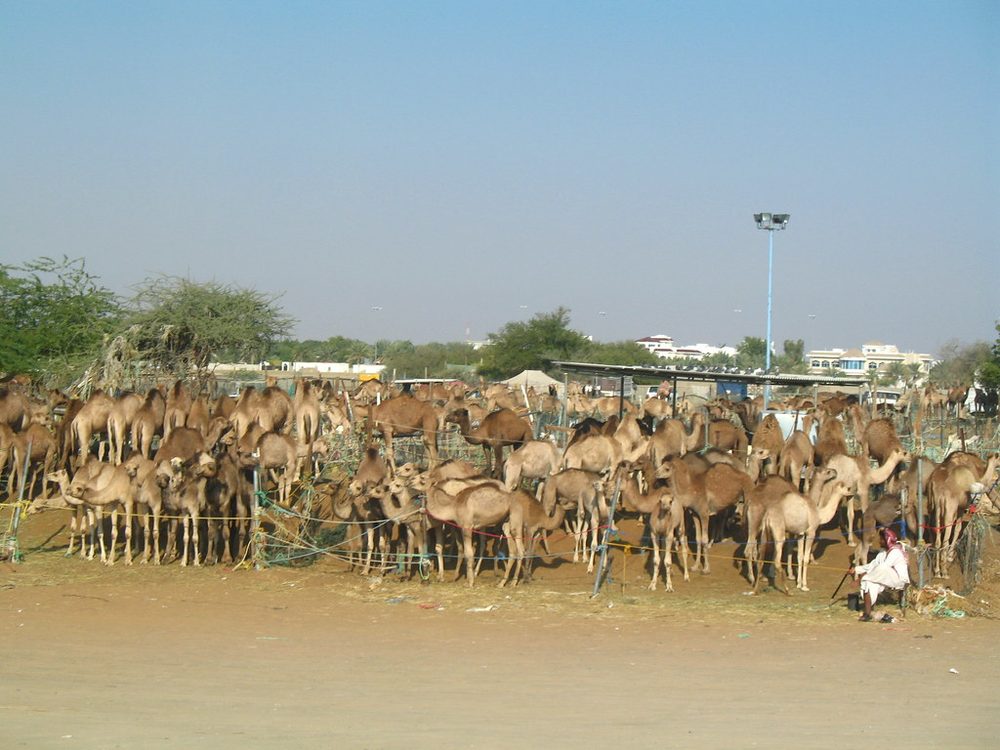 Camel Market Al Ain — Camel Market