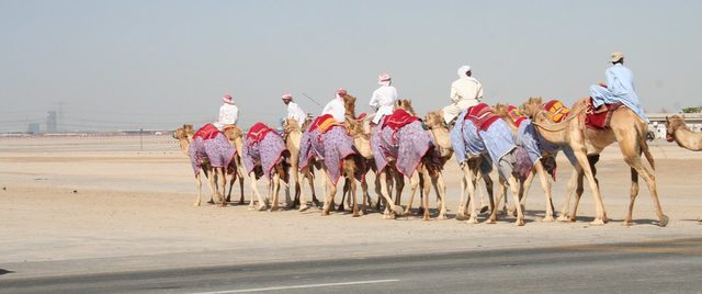 camel race