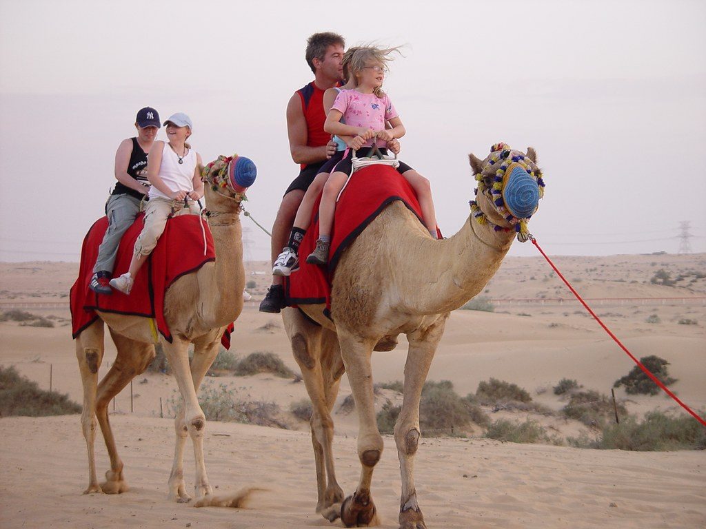Camel rides — Dubai Desert Safari and Camel Rides