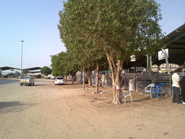 Cattle Market Dubai