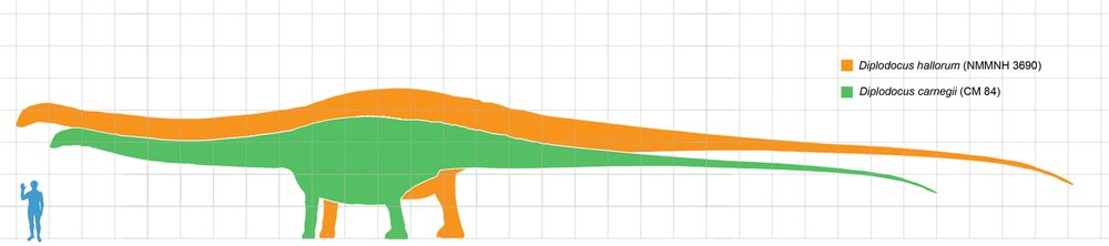 Diplodocus — Diplodocus scale.png