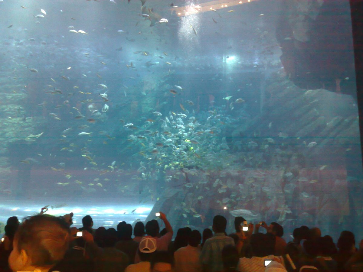 Dubai Aquarium and Underwater Zoo — 081106 Dubai Mall - aquarium plongeur.jpg