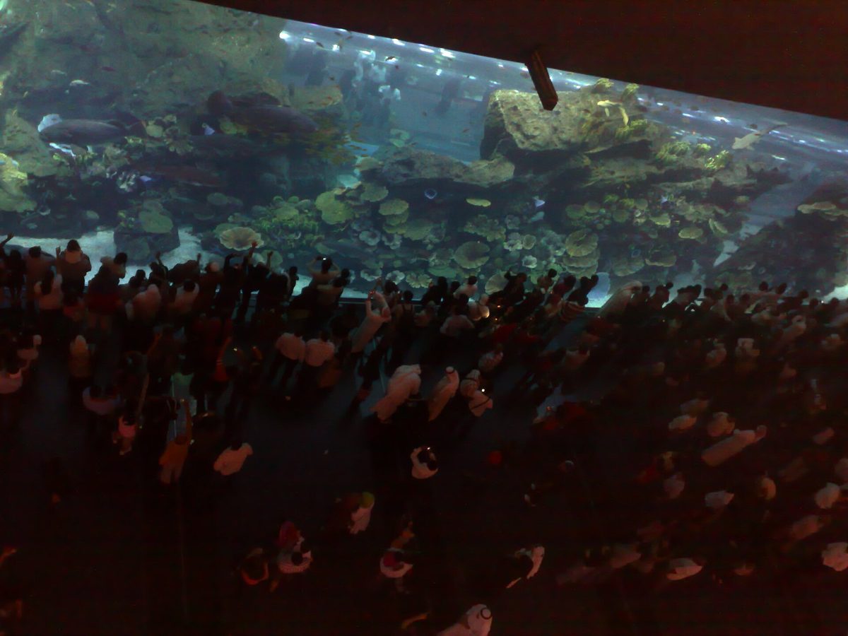 Dubai Aquarium and Underwater Zoo — 081106 Dubai Mall - aquarium.jpg