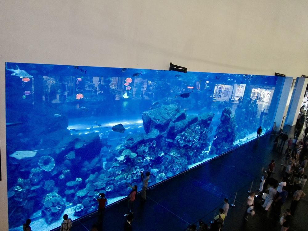 Dubai Aquarium and Underwater Zoo — Dubai Aquarium and underwater Zoo (Ank Kumar, Infosys) 12.jpg