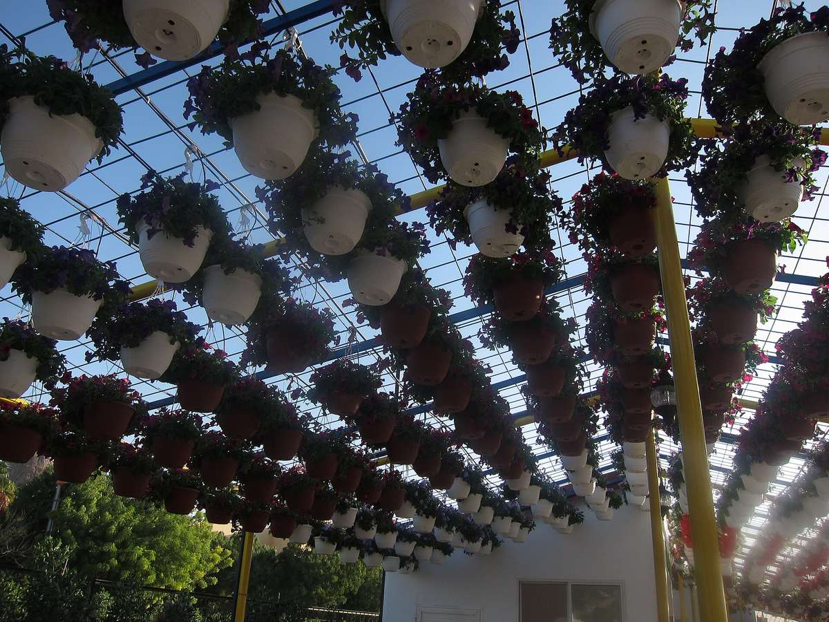 Dubai Miracle Garden — Dubai Miracle Garden - ദുബായ് മിറാക്കിൾ ഗാർഡൻ 01.jpg