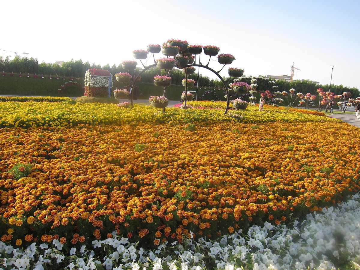 Dubai Miracle Garden — Dubai Miracle Garden - ദുബായ് മിറാക്കിൾ ഗാർഡൻ 02.jpg