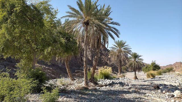 Jabal Shawkah