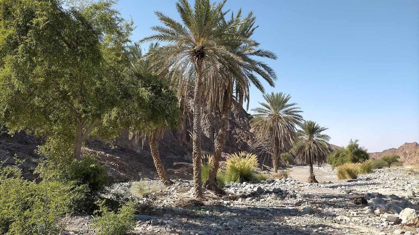 Jabal Shawkah — Wadi Shawkah - Middle course of the wadi.jpg