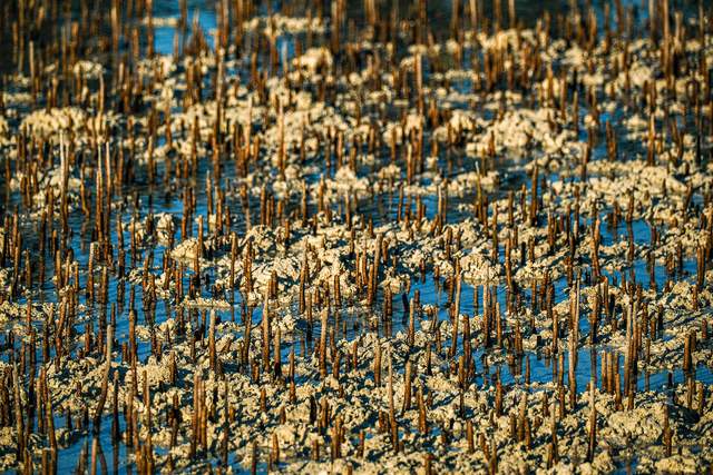 Mangrove Marine National Park