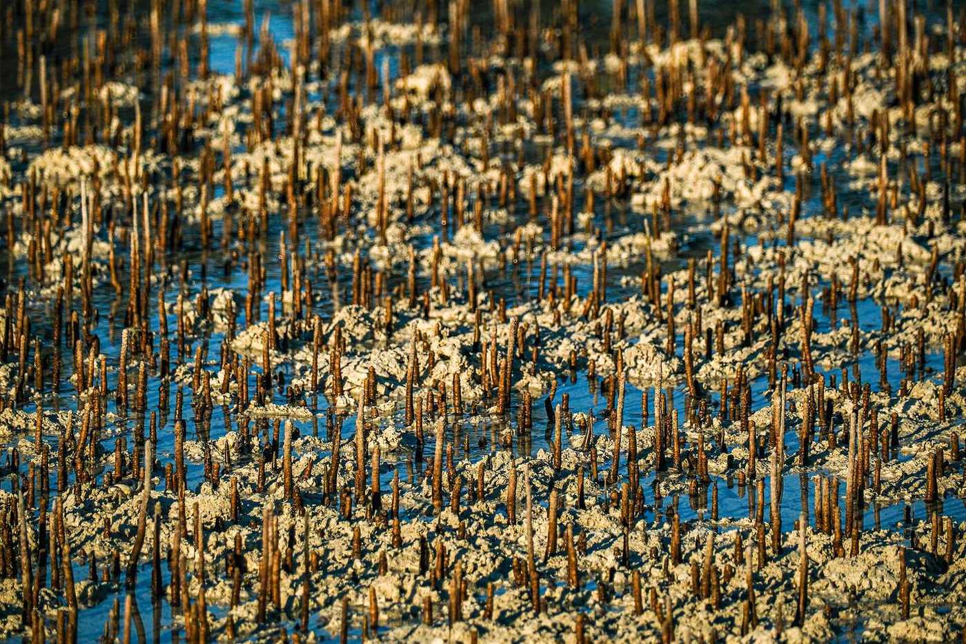Mangrove Marine National Park — White Mangrove Roots Mangroves Abu Dhabi 2024.jpg