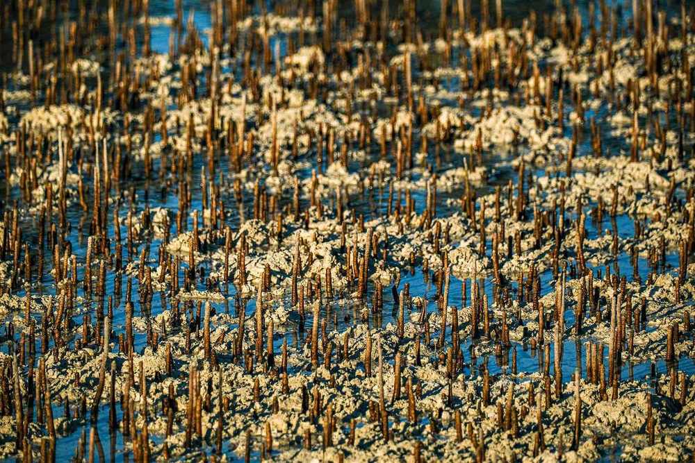 Mangrove Marine National Park — White Mangrove Roots Mangroves Abu Dhabi 2024.jpg