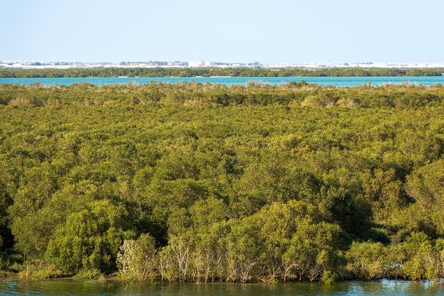 Mangrove National Park