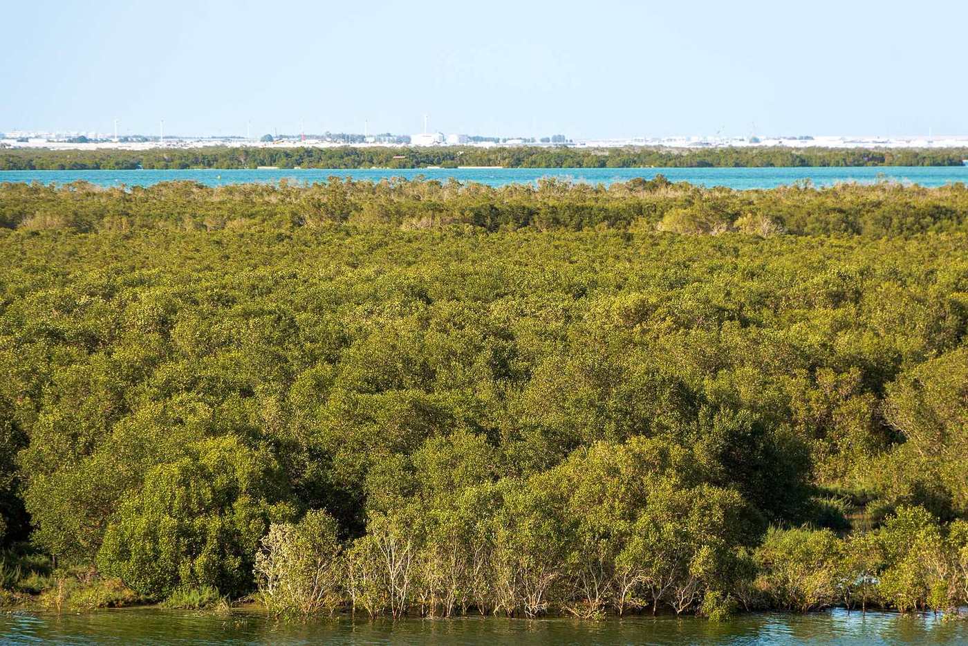 Mangrove National Park — Abu Dhabi's Serene Mangroves.jpg