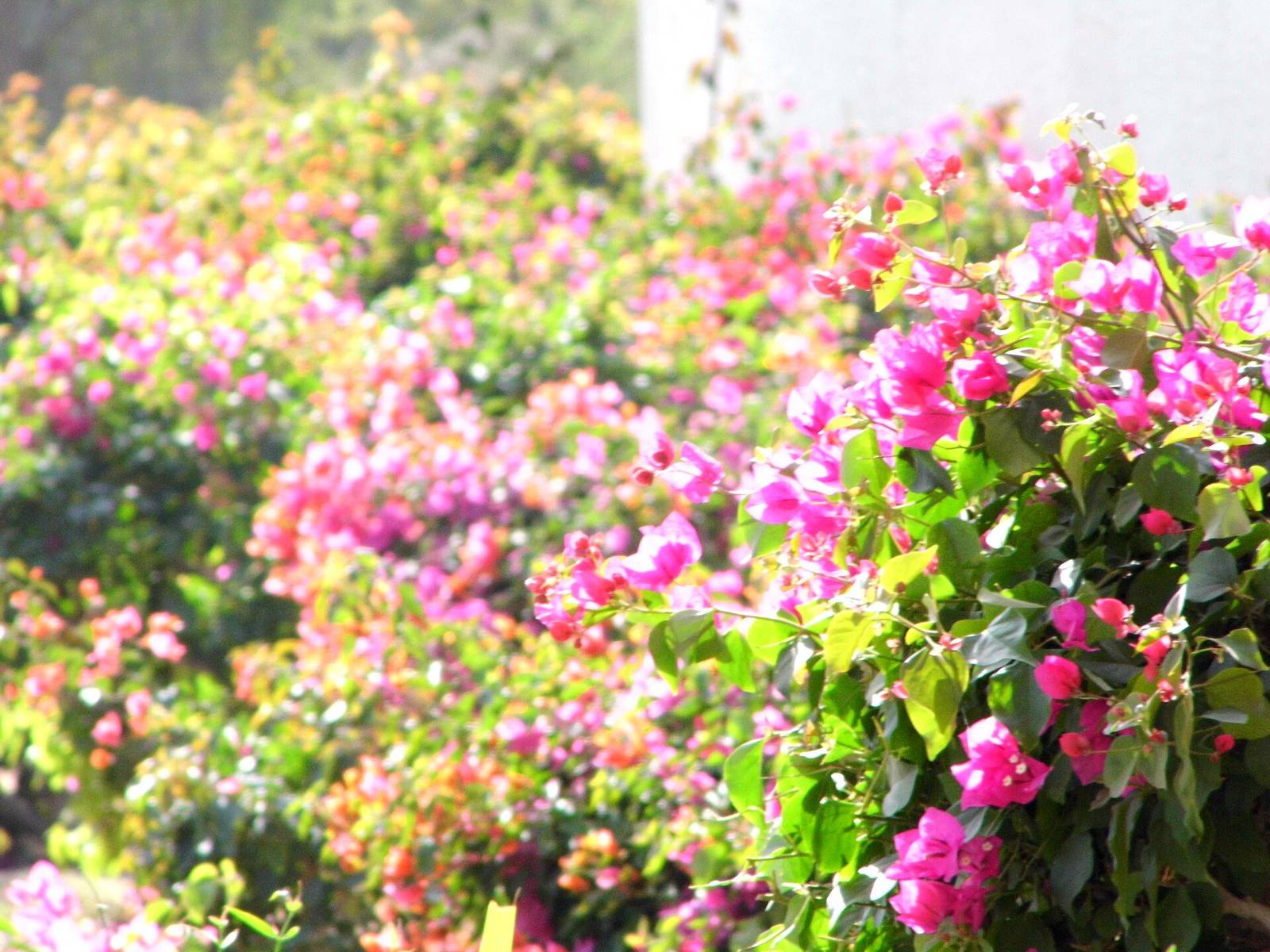 Mushrif National Park — Beautiful Flowers of Dubai.jpg