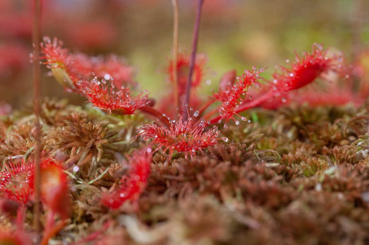Natural History Museum Abu Dhabi — Drosera rotundifolia botanical models (group) by Sebastian Brandt (Reco-Brandt).jpg