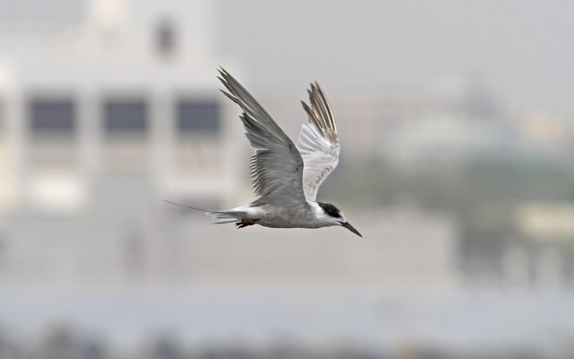 Port of Dibba