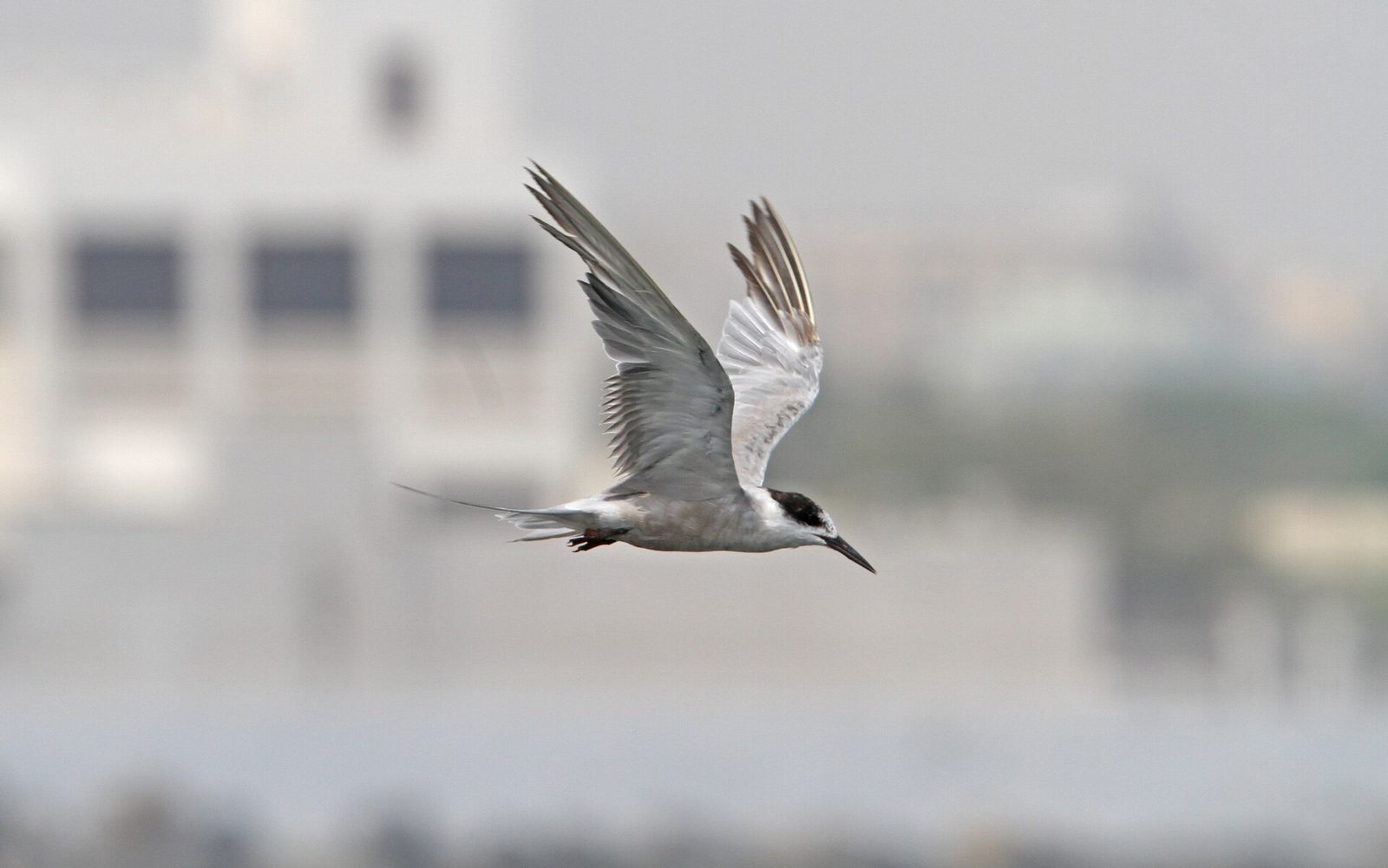 Port of Dibba — Sterna repressa, Dibba, Al Fujairah, UAE 3.jpg
