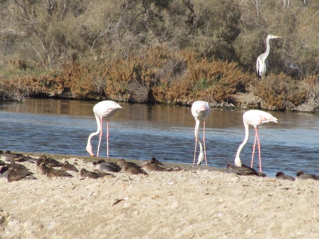 Ras al Khor Wildlife Sanctuary