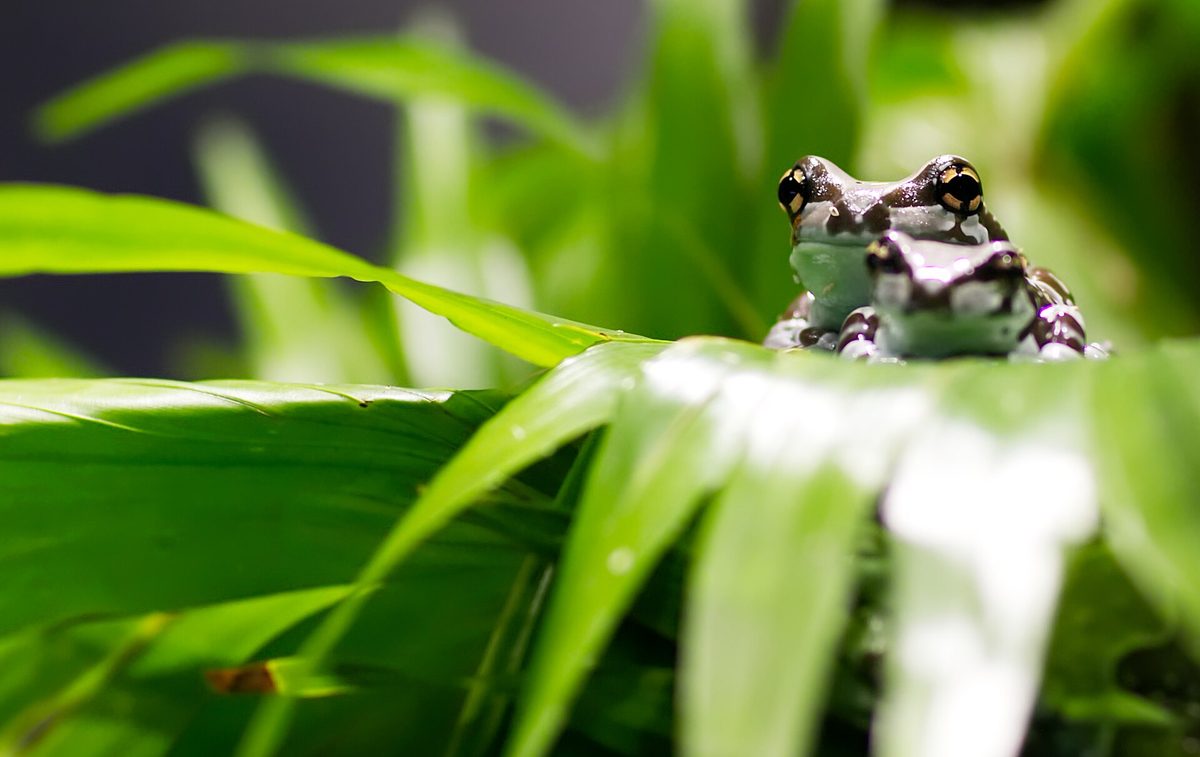 The Green Planet — Mission Golden Eyed Tree Frog.jpg