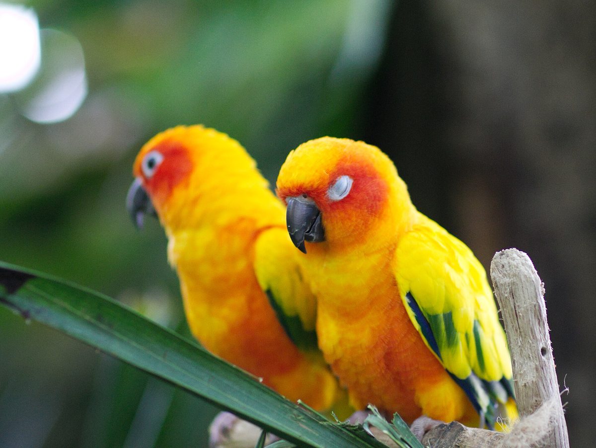 The Green Planet — Sun Conure Birds.jpg
