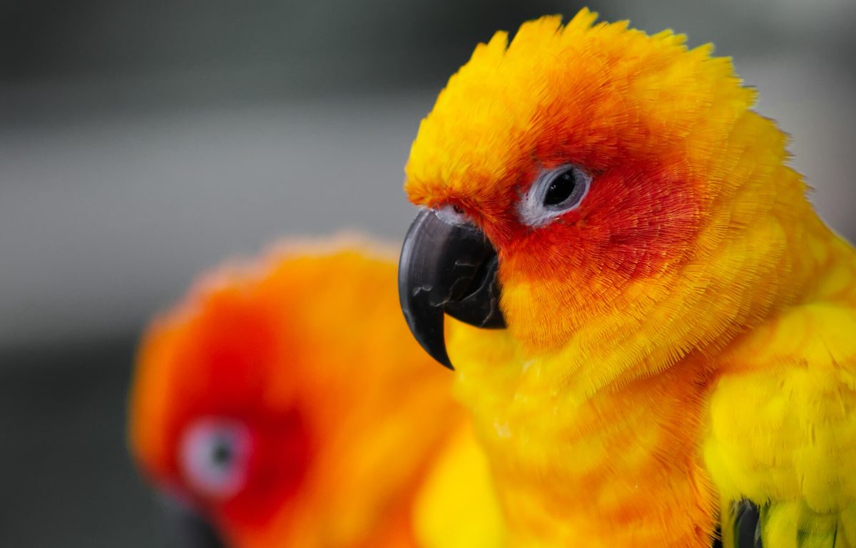 The Green Planet — Sun conure close up.jpg