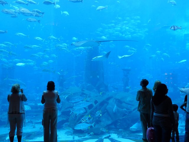 The Lost Chambers aquarium