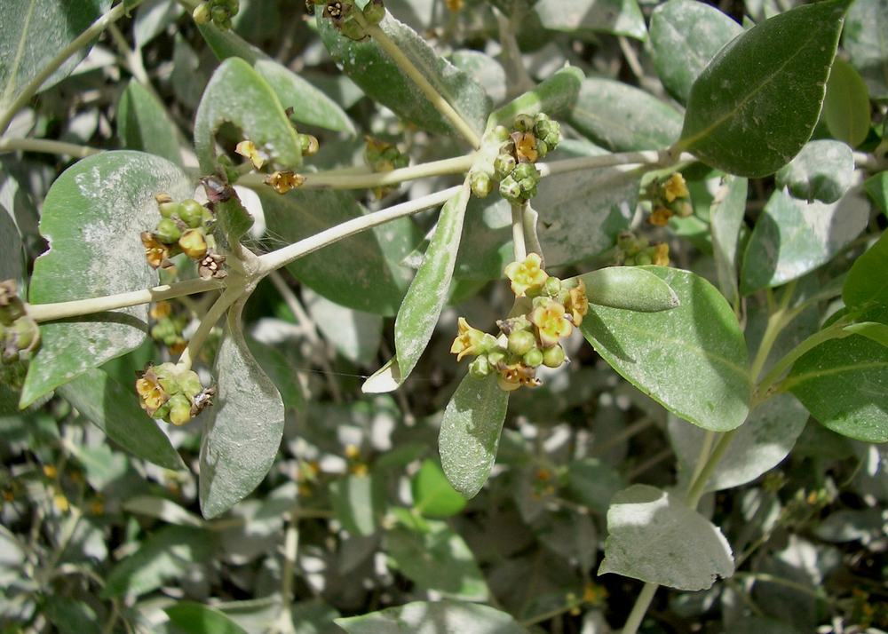 Visit Center of Khor Kalba Mangrove Reserve — Avicennia marina (Acanthaceae) - Kalba.jpg