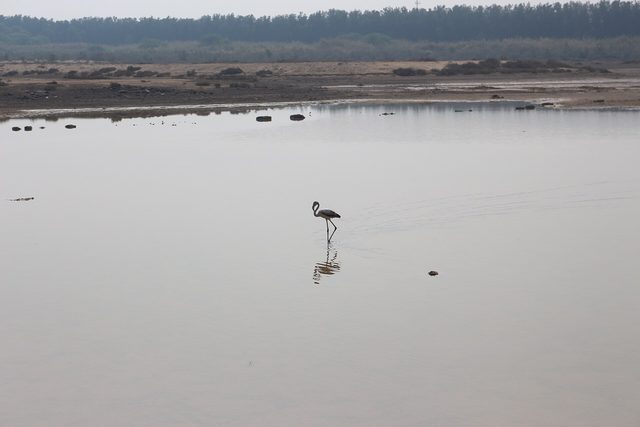Wasit Nature Reserve