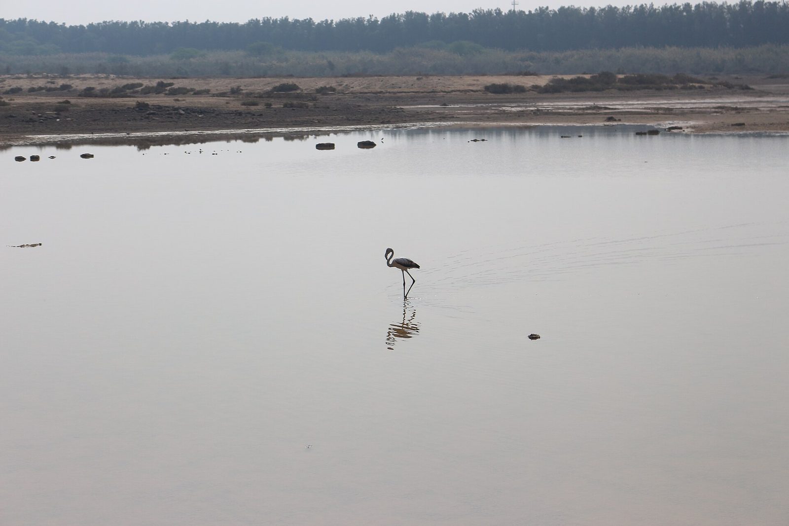Wasit Nature Reserve — Wasit Wetland center 2.jpg