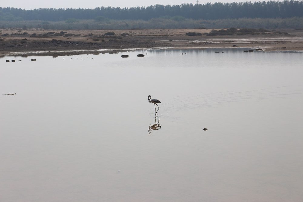Wasit Nature Reserve — Wasit Wetland center 2.jpg