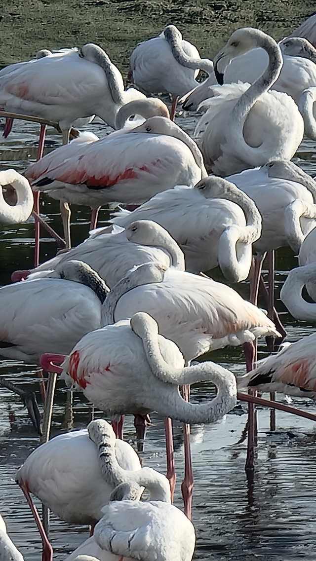 Wildlife Sanctuary (Flamingo Lagoon)