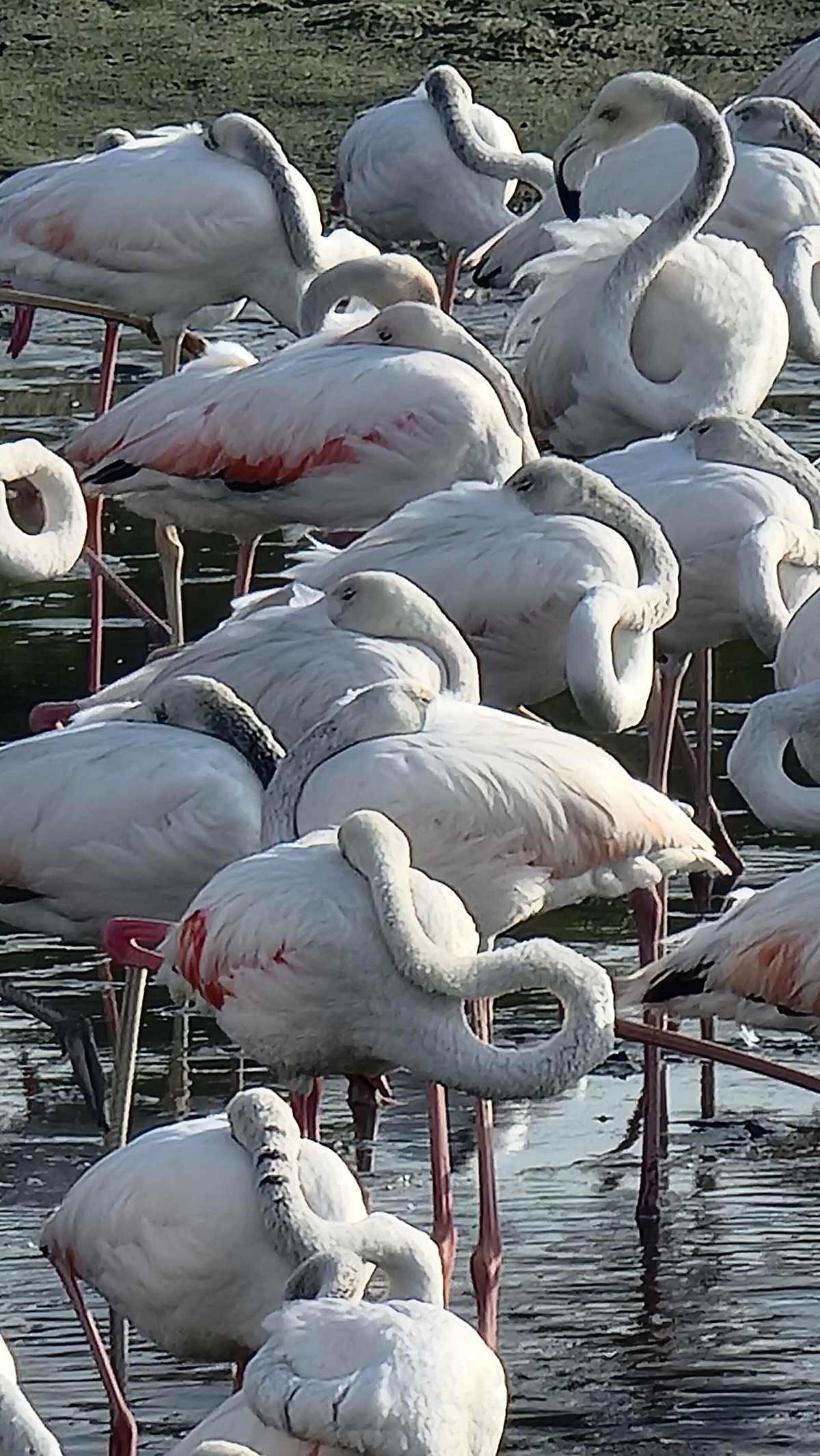Wildlife Sanctuary (Flamingo Lagoon) — Flamingos Ras Al Khor Dubai.jpg